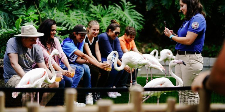 people sitting on wooden fence near white swan during daytime